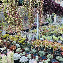 Succulents For Sale