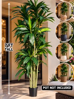 New 2 pc dracaena trees 2x180