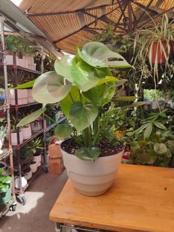 Monstera Deliciosa