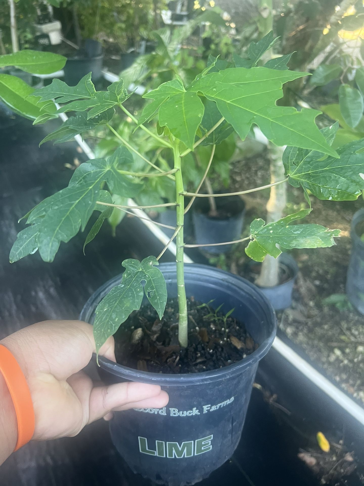 Papaya Fruit Tree