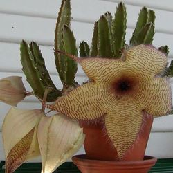 stapelia gigantea first pic is for reference
