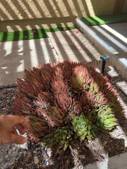 Large Beautiful Aloe succulent plant