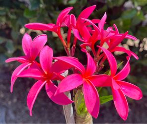 Beautiful Cerise Plumeria With Flowers
