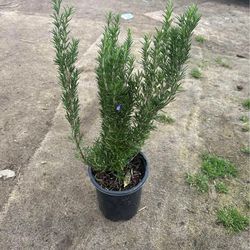 Rosemarys Plant’s $12 each / Romeros $12