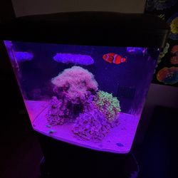 Reef Aquarium Coralife Biocube 32G W/ Stand *READ*