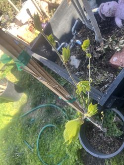 Small Fruit Bearing Mulberry Tree( Approximately 2/3 Feet) In A. 5 Gallon Pot
