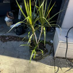 Nice Garden Plant With Pot 