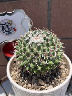 Cactus ( Father’s Day Gift )