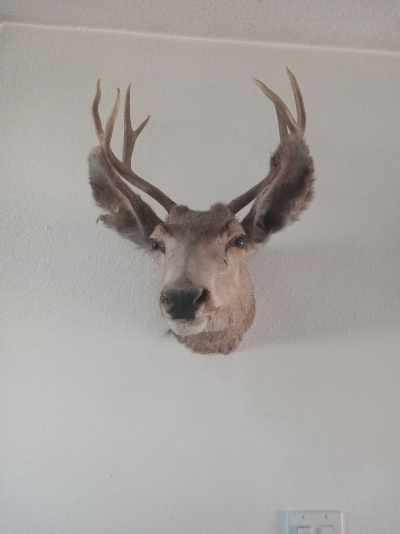Mounted Deer Head,with hook In in back for hanging.