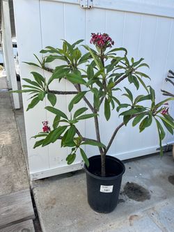 Fuchsia Plumeria
