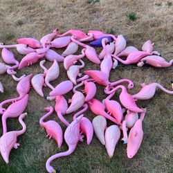 45  pink flamingos