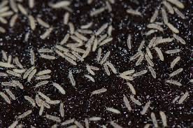 Springtails For Sale