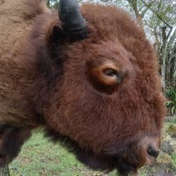 Taxidermy Large shoulder mount.
Bison