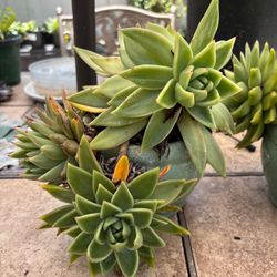 Succulent plant. 6” x 4.5” pot