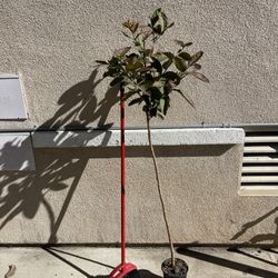 Healthy Thai Guava Fruit Tree Plant 