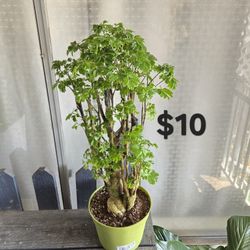 Bonsai