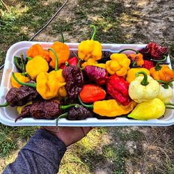 SUPERHOT MIXED PEPPERS 1 POUND 