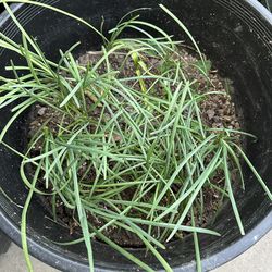 Chinese Chives in 10 Gallons Pot