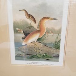 Artwork Waterfowl