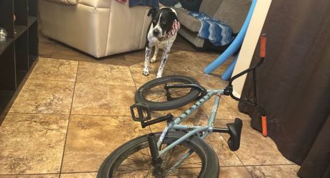 Cult gateway bmx