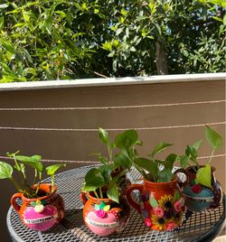 Plantitas Lindas y saludables en jarros Artesanales importados $26 Cada Planta 🪴 $26 Cada Una