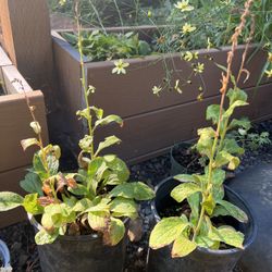 Perennial Foxgloves