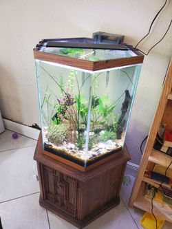 Full fish tank setup