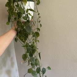 Heart Leaf Philodendron 