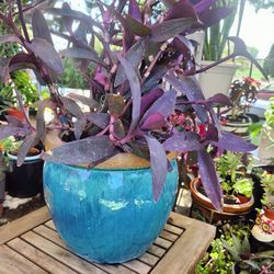 Ceramic Pot With Purple Wandering Jew 