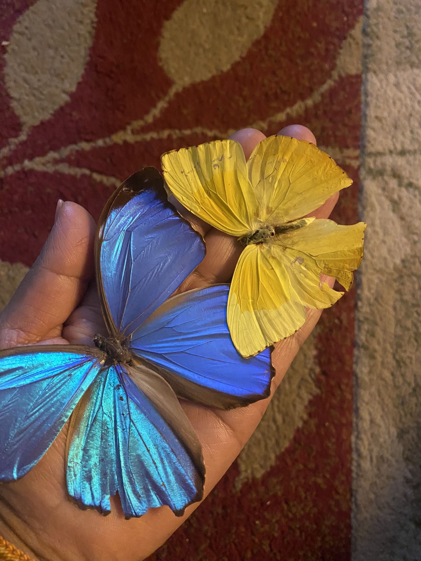 Real Butterfly’s Blue And Yellow