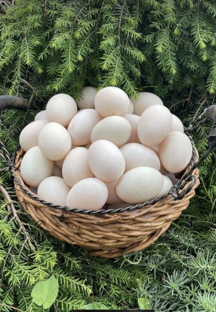 Farm Fresh Free Range Duck Eggs