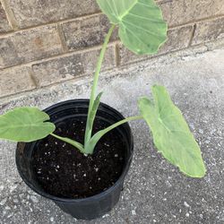 Shub Plants 