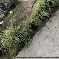 SPIDER GREEN PLANTS  / $15 Small Or 2 For $20 ( Big One $20 Or $30 For Both 