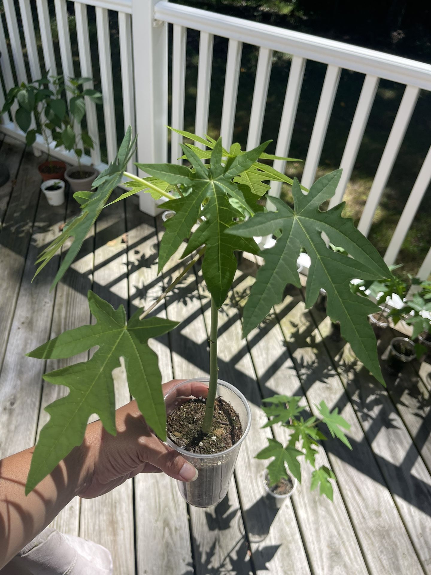 Young Papaya Plant/Tree