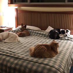 FREE CRAFTSMAN STYLE HEADBOARD and Metal Frame