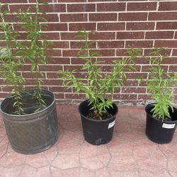 Árboles De Chabacanos/ Apricots Trees