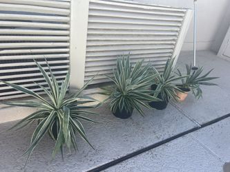 Yucca Filamentosa & Young Agave