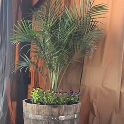 Oak Whiskey Barrels