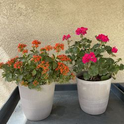 Pots With Plants