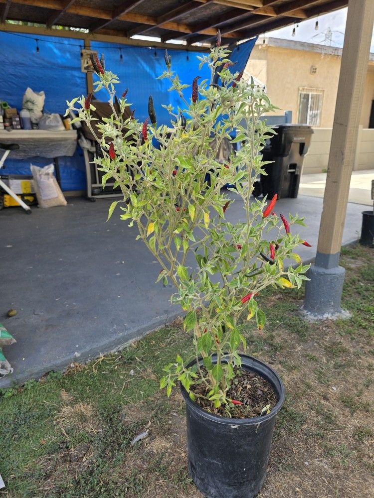 Planta De Chile Cobra Negro