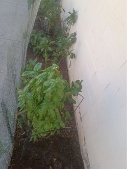 Basil/Onion/Aloe Vera