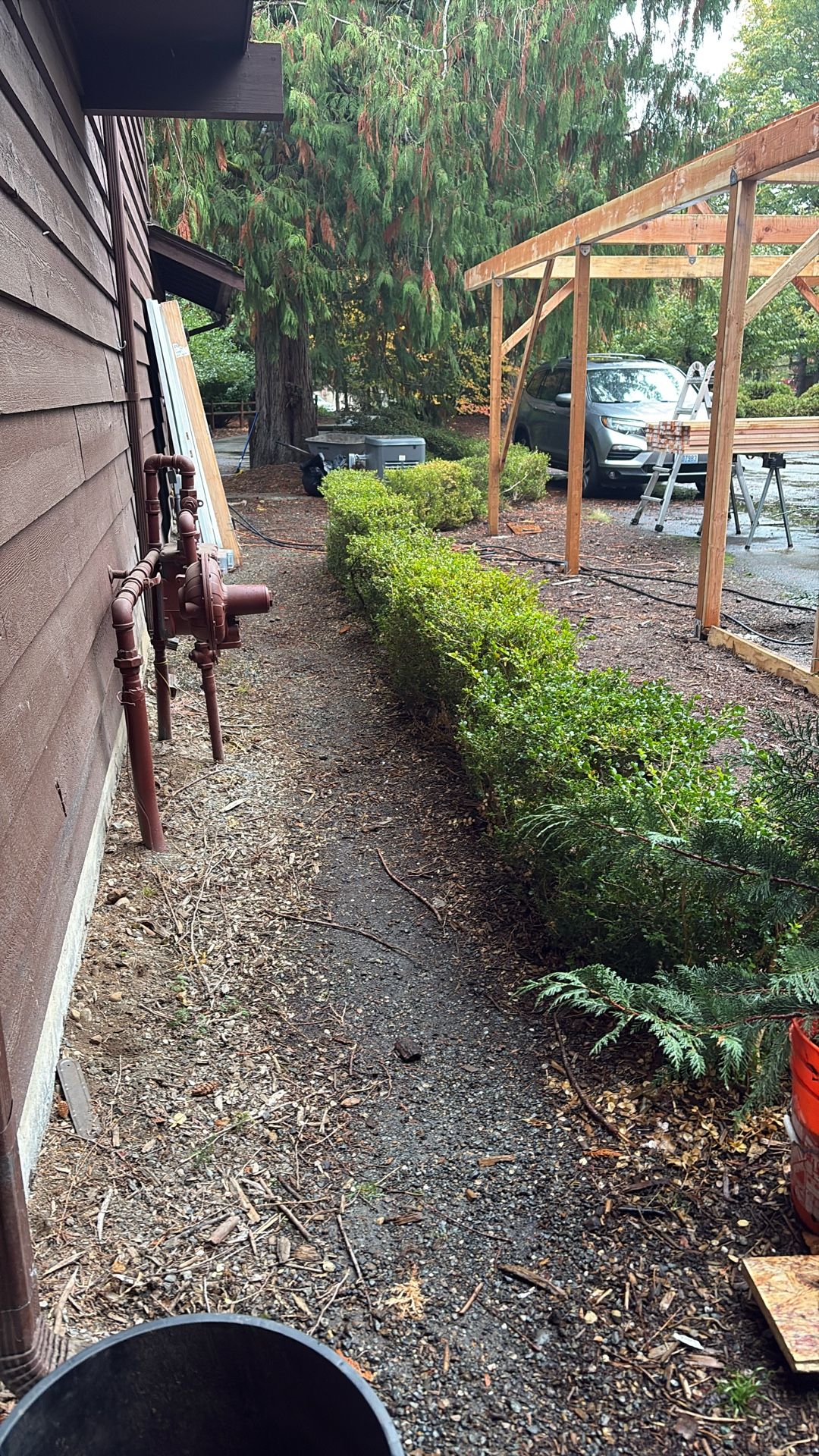 Free Boxwood Hedge Plants