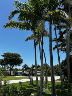 Palm trees