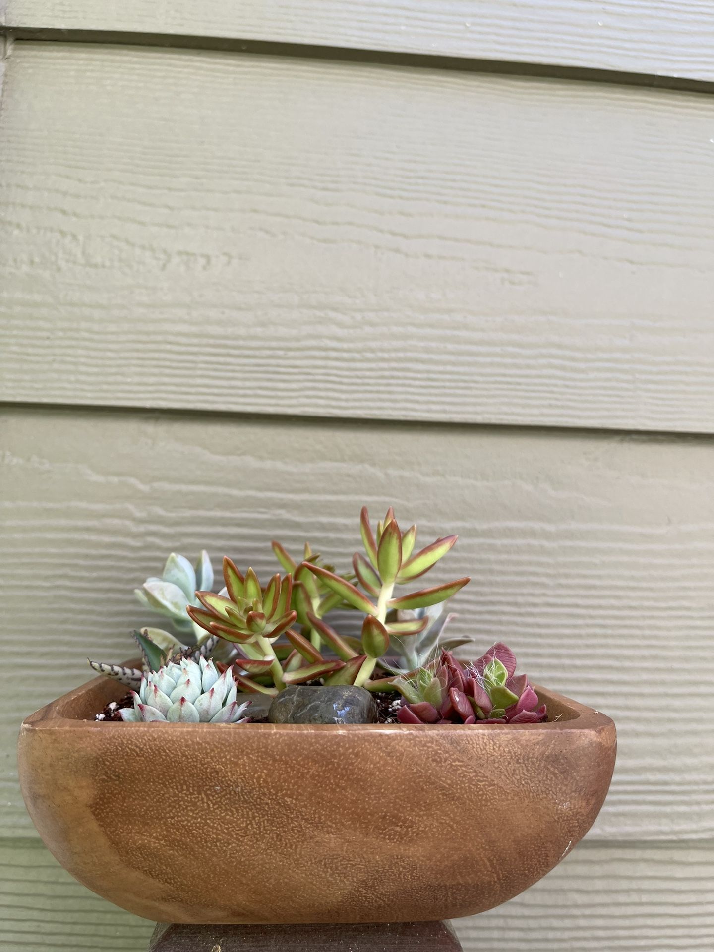 Assorted Succulents In Square 6"x6"x3"H Pot.