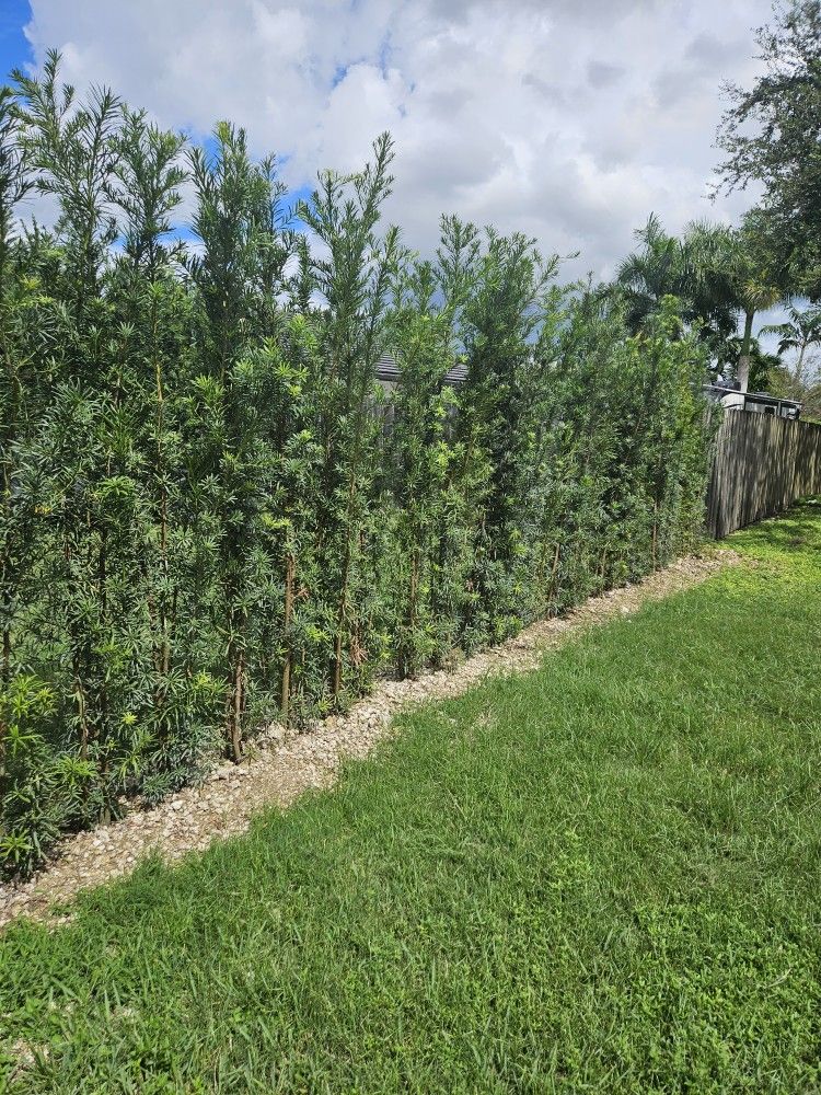 podocarpus over 7 feet tall Instant Privacy Hedge For Fence Green Full Ready for planting