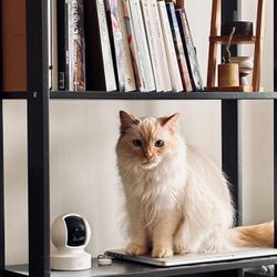 Indoor Smart Pet or Baby Camera (WiFi, 1080p HD, 2.4GHz with Night Vision, Motion Detection, Cloud & SD Card Storage)
