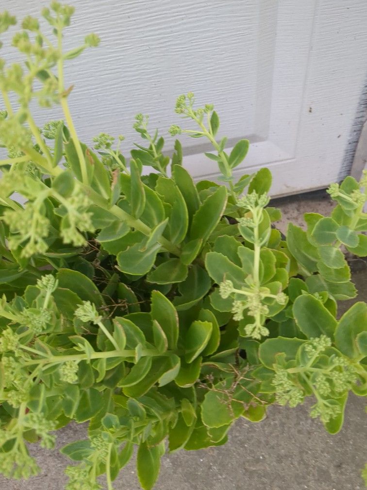 Showy Stonecrop