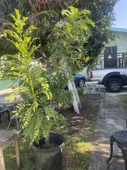 vendo bonito arbol de jocote como 6/2 de alto por 190