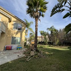 Palm Tree