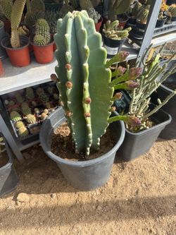 Cactus